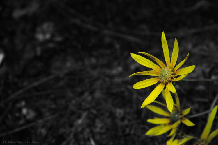 Yellow Wildflowers