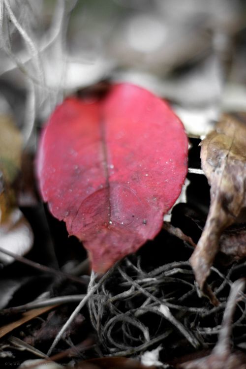 Red Leaf