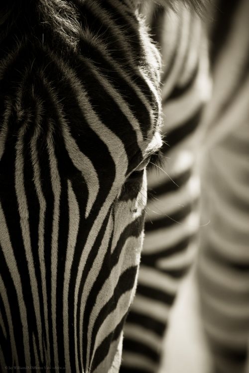 Grant’s Zebra