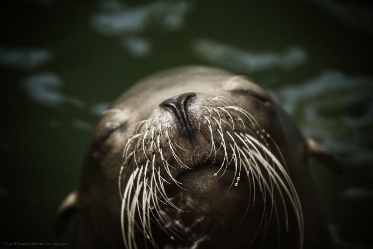 California Sea Lion