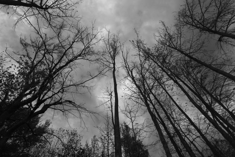 The Brooding Trees