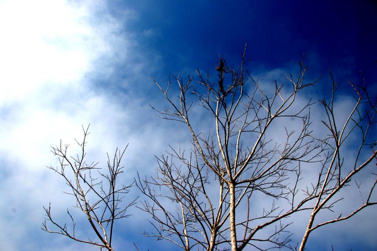 Blue Sky, Dead Tree