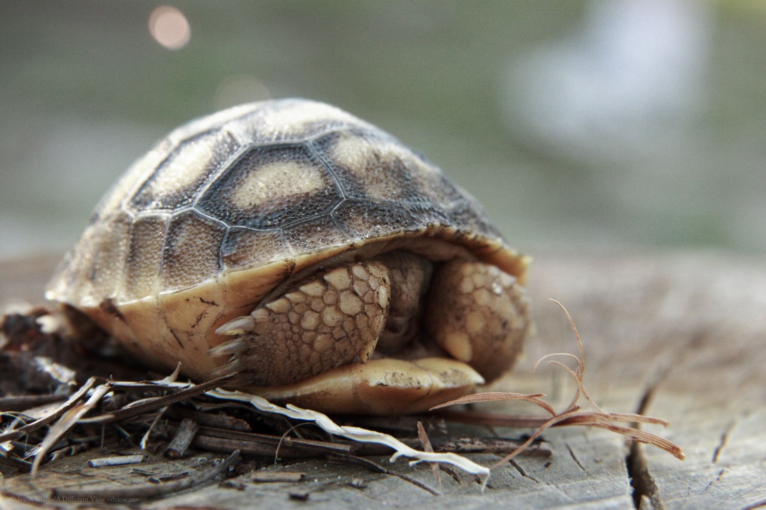 Hatchling Gopher Tortoise | A Different View