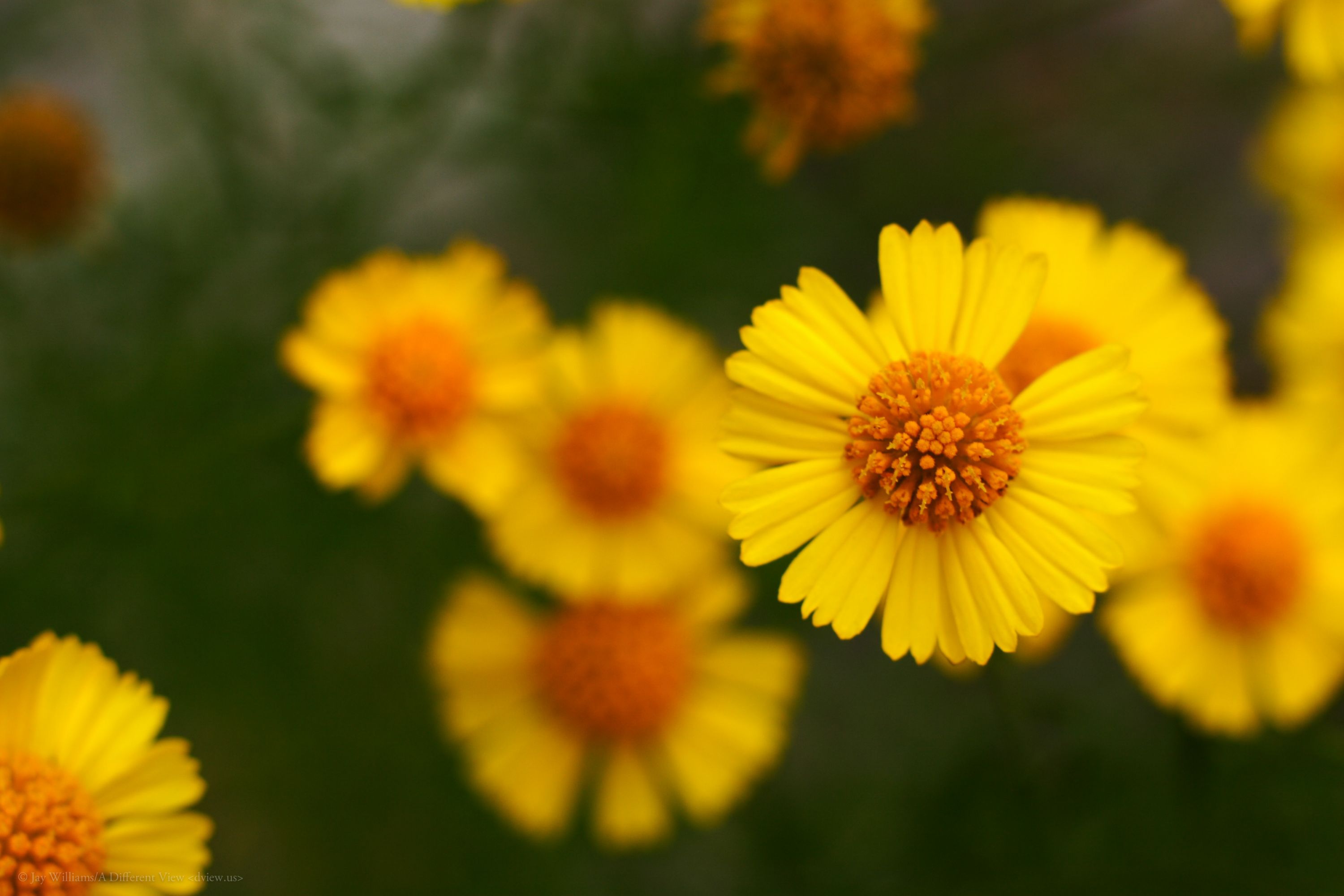 orange-and-yellow-a-different-view