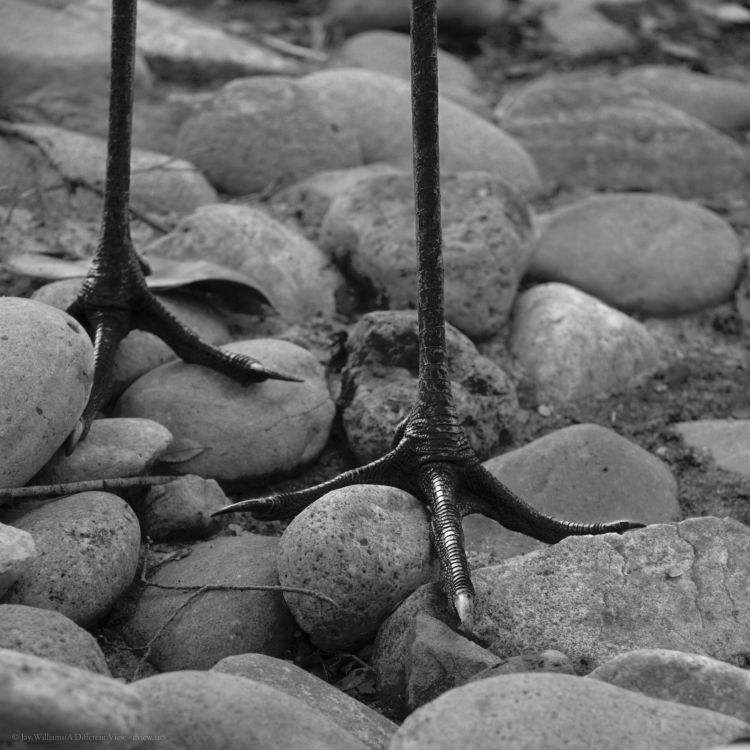 Sandhill Crane Feet