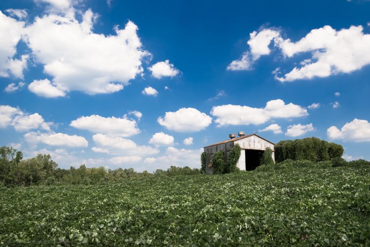 Kudzu Barn