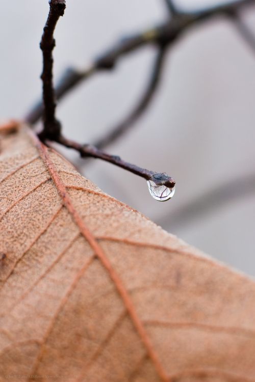 A Single Droplet