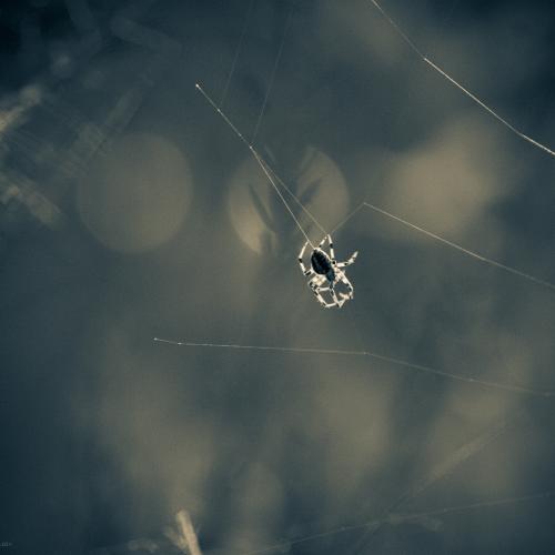 Gallery: DoF | A Different View