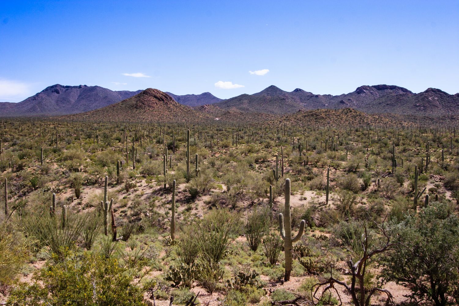 saguaro-national-park-a-different-view