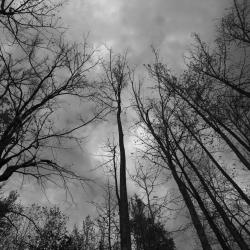 The Brooding Trees